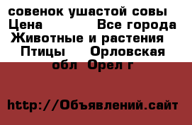 совенок ушастой совы › Цена ­ 5 000 - Все города Животные и растения » Птицы   . Орловская обл.,Орел г.